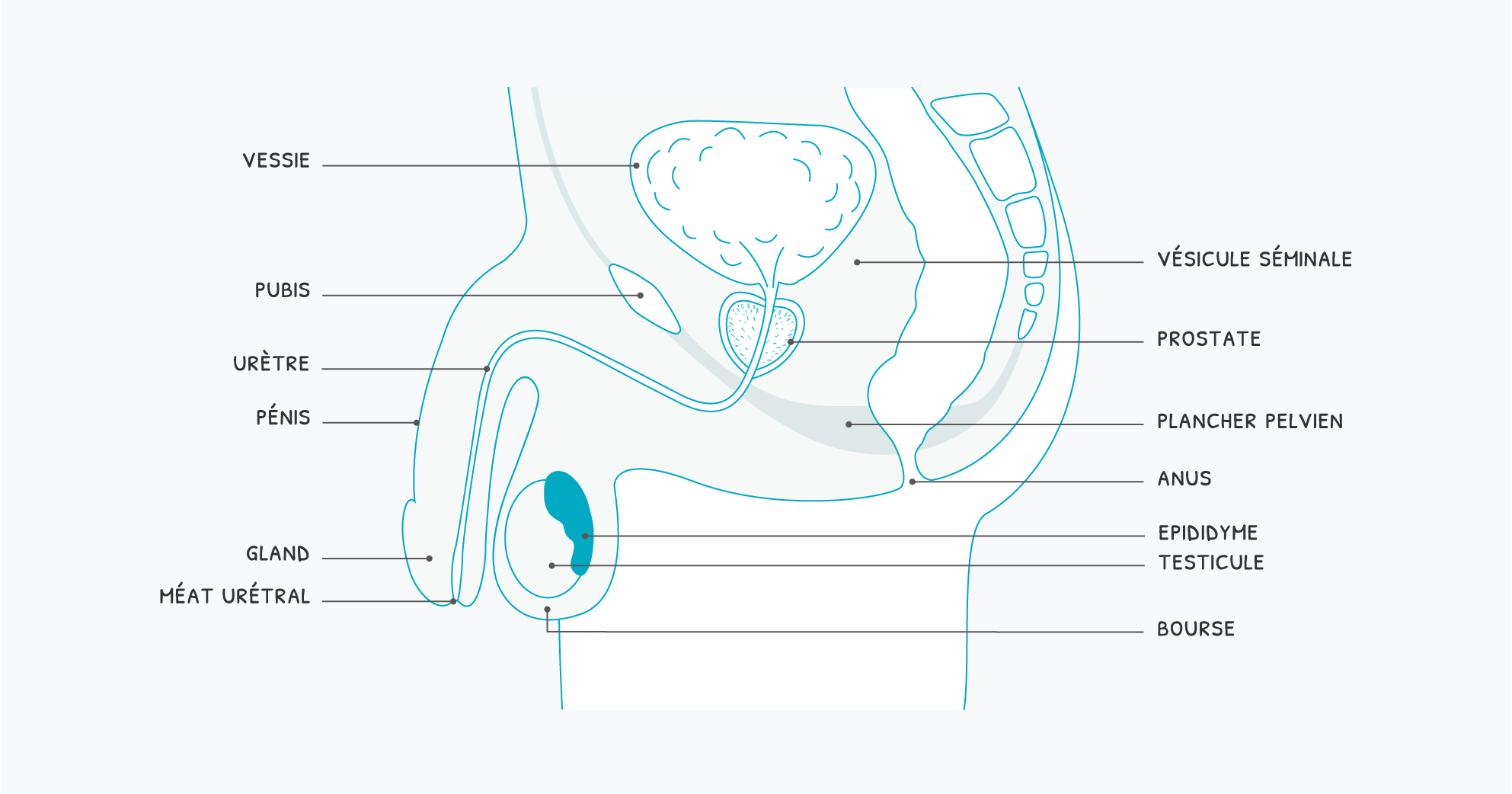 schema du système urinaire masculin