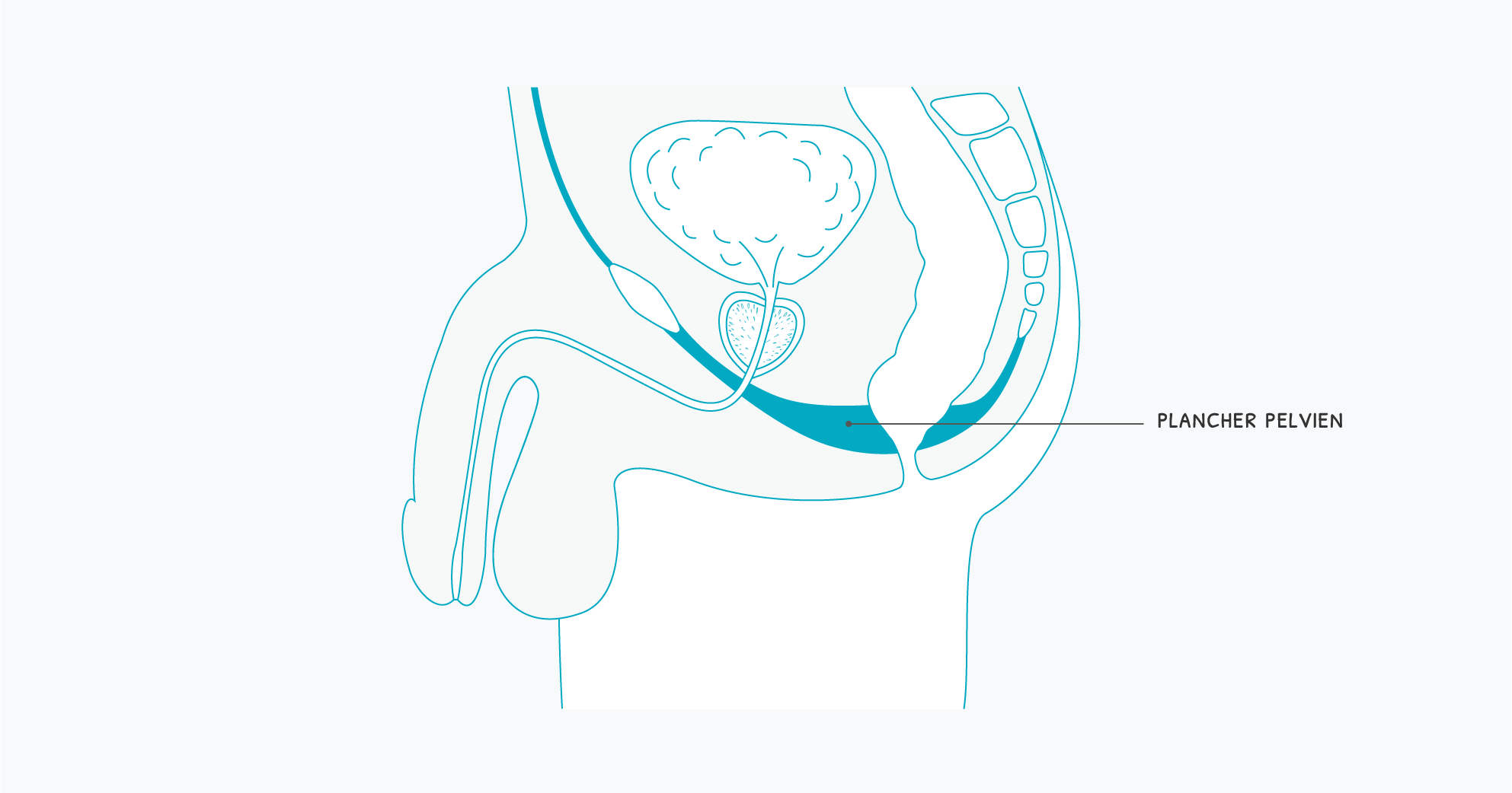 Pince pénienne Stop Uri Confort, contre l'incontinence