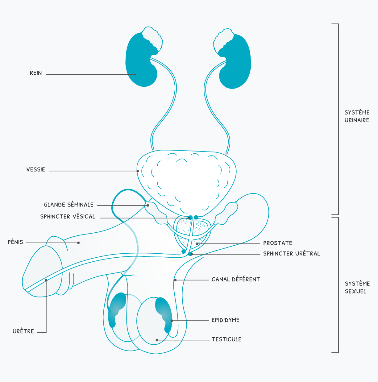 schéma système urinaire et sexuel masculin
