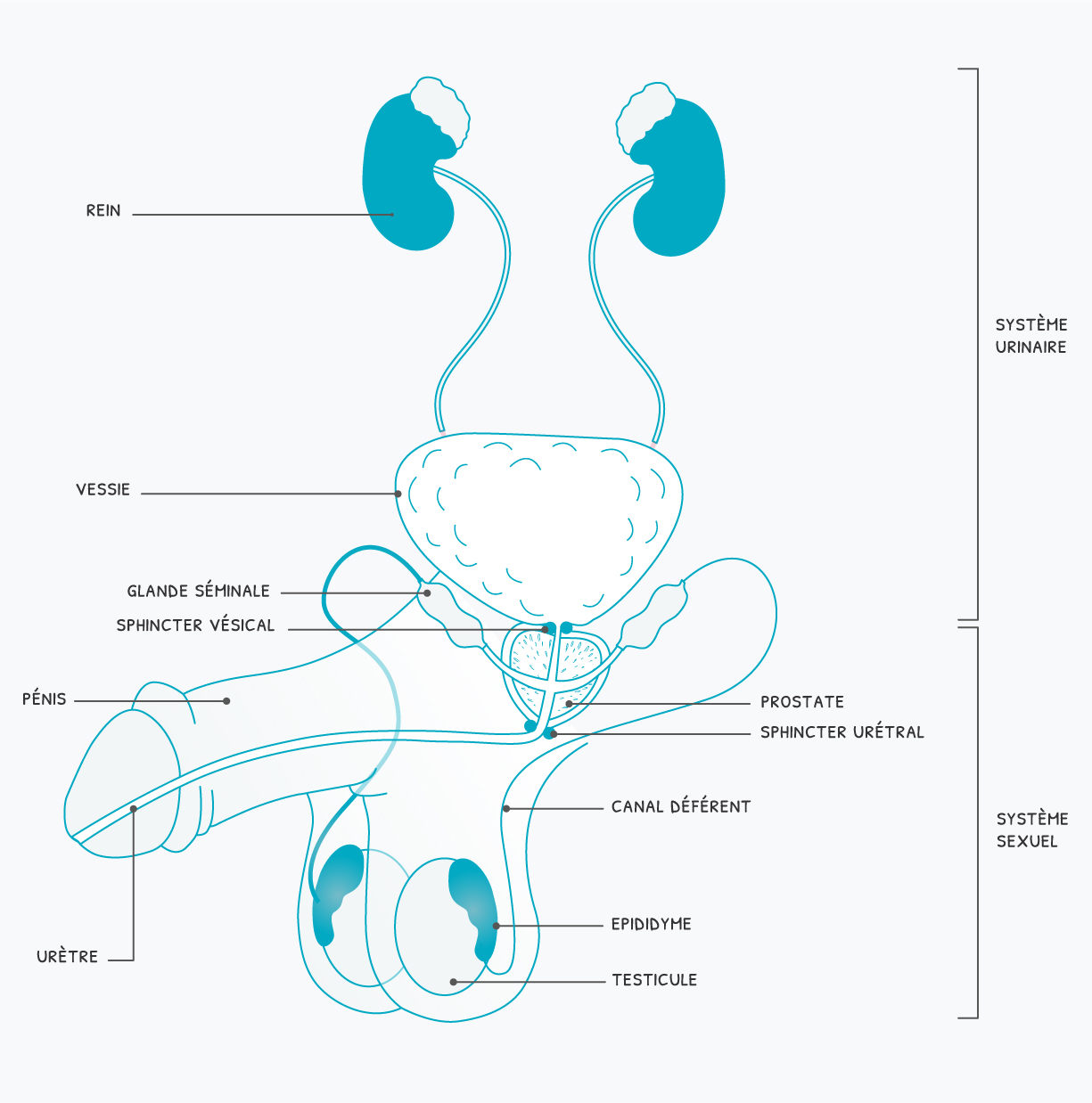 L'Incontinence Urinaire chez l'Homme après une Prostatectomie