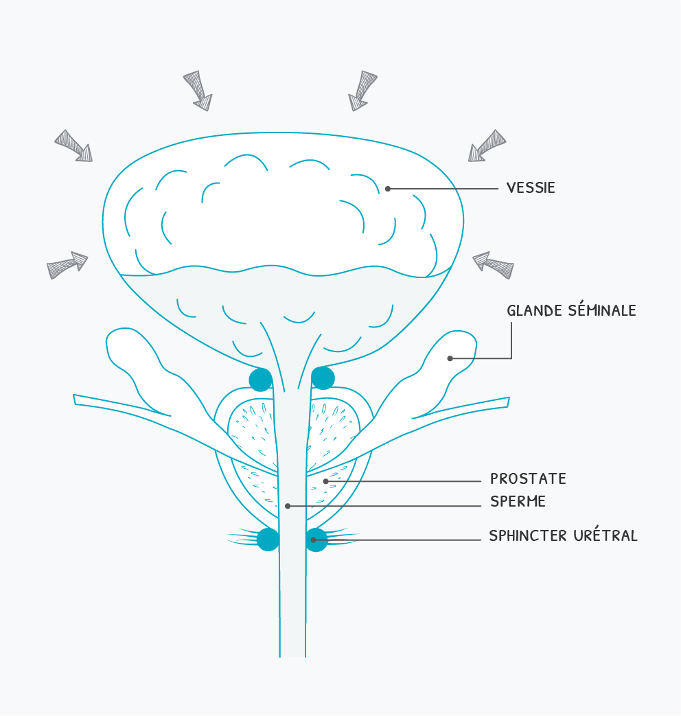 schema-incontinence-sphincter-vessie-miction