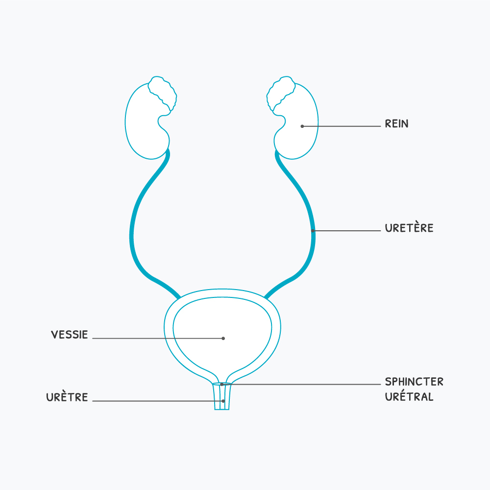 schéma de la vessie et des reins