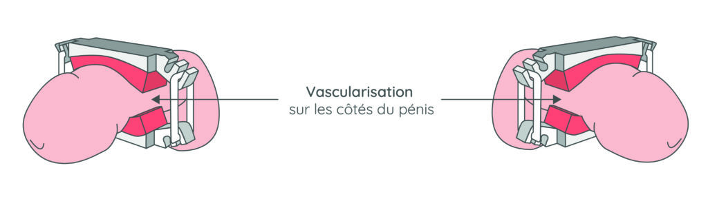schéma vascularisation sur les côtés du pénis - stop uri - incontinence homme